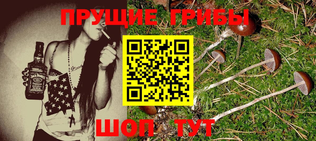 Псилоцибиновые грибы Psilocybe Юрга